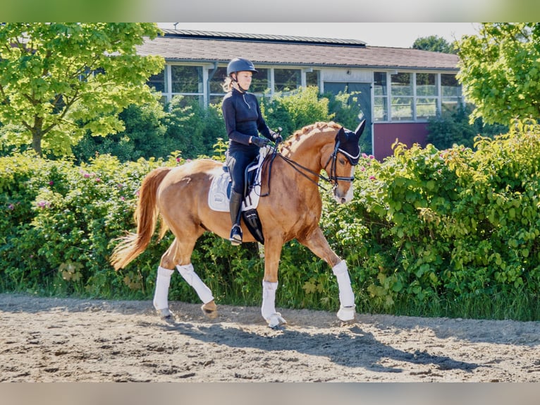 Niemiecki kuc wierzchowy Wałach 16 lat 164 cm Kasztanowata in Burgwedel