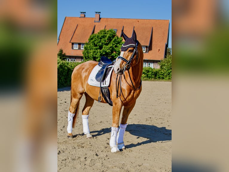 Niemiecki kuc wierzchowy Wałach 16 lat 164 cm Kasztanowata in Burgwedel