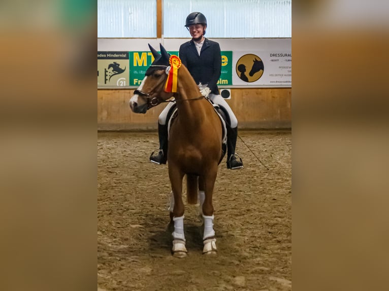 Niemiecki kuc wierzchowy Wałach 16 lat 164 cm Kasztanowata in Burgwedel