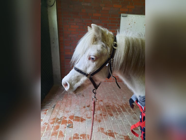 Niemiecki kuc wierzchowy Mix Wałach 17 lat 117 cm Cremello in Bippen