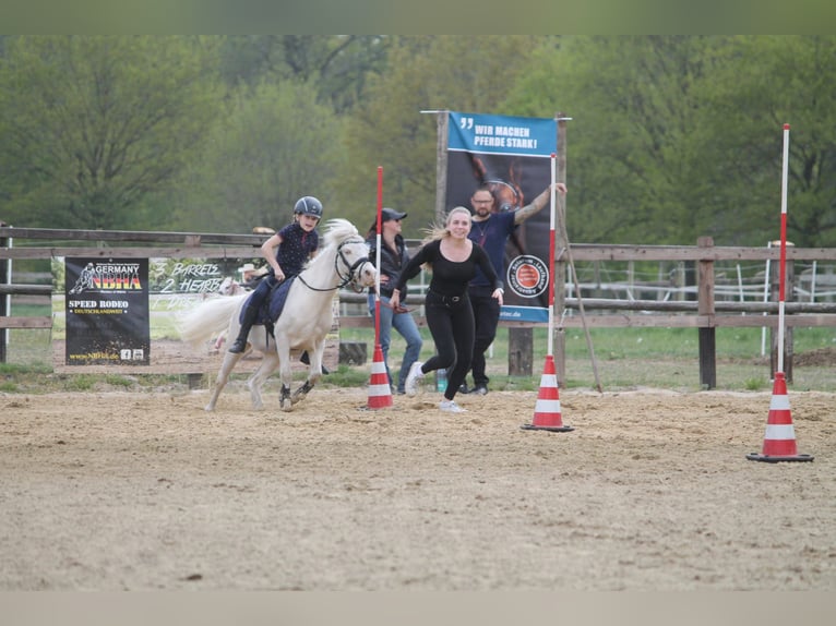 Niemiecki kuc wierzchowy Mix Wałach 17 lat 117 cm Cremello in Bippen