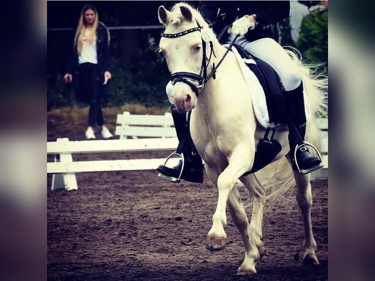 Niemiecki kuc wierzchowy Mix Wałach 17 lat 117 cm Cremello in Bippen
