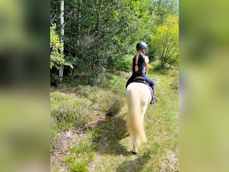 Niemiecki kuc wierzchowy Mix Wałach 17 lat 117 cm Cremello in Bippen