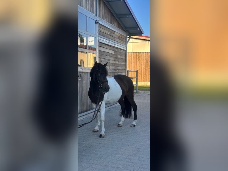 Niemiecki kuc wierzchowy Wałach 17 lat 140 cm Srokata in Leipzig