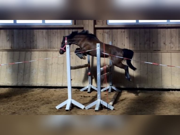 Niemiecki kuc wierzchowy Wałach 17 lat 143 cm Ciemnogniada in Fürth