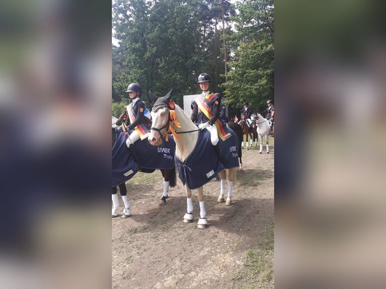 Niemiecki kuc wierzchowy Wałach 17 lat 148 cm Cremello in Rödinghausen