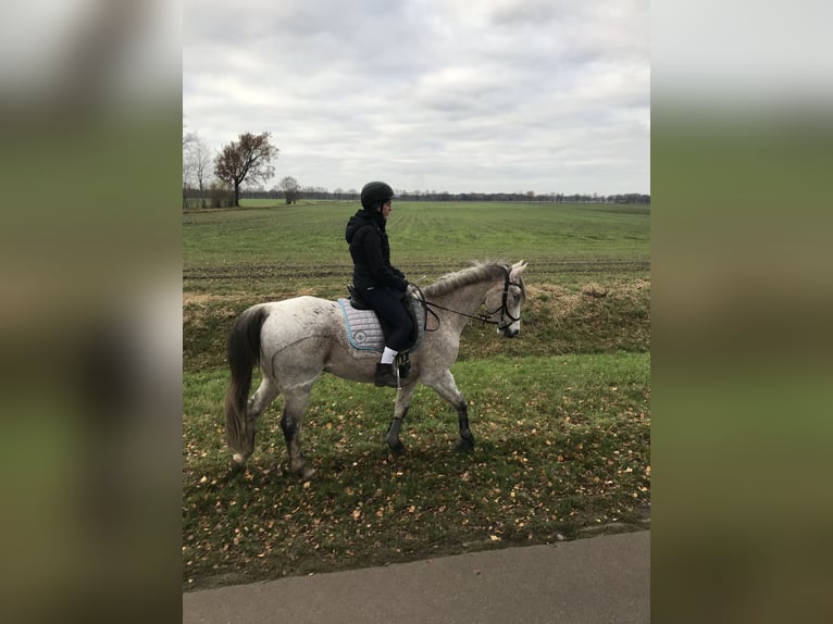 Niemiecki kuc wierzchowy Wałach 17 lat 151 cm Siwa w hreczce in Visselh&#xF6;vede