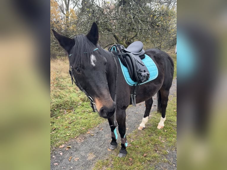Niemiecki kuc wierzchowy Wałach 17 lat 154 cm Ciemnogniada in Aßlar