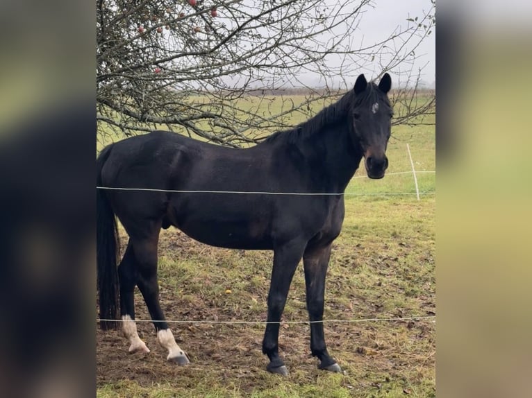 Niemiecki kuc wierzchowy Wałach 17 lat 154 cm Ciemnogniada in Aßlar