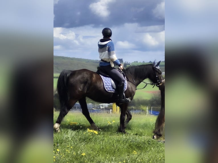 Niemiecki kuc wierzchowy Wałach 17 lat 154 cm Ciemnogniada in Aßlar