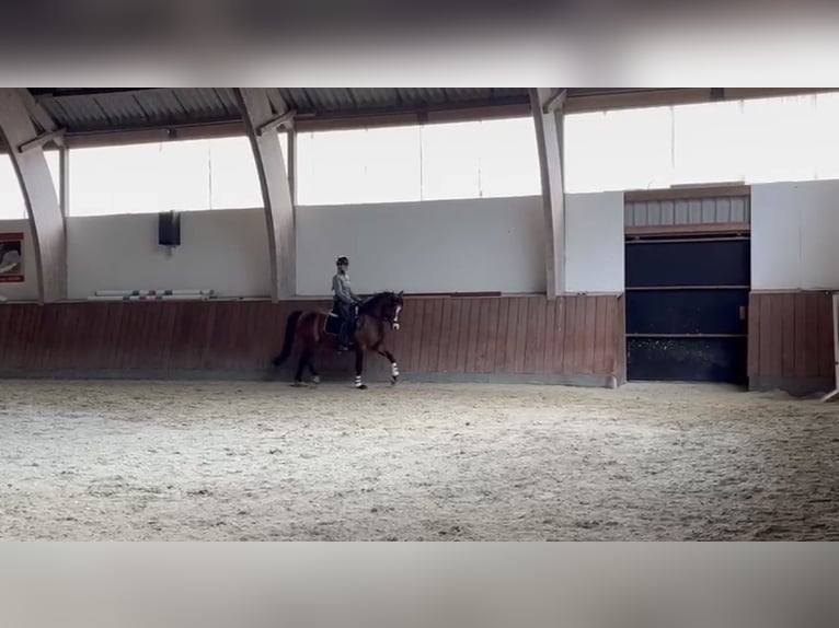 Niemiecki kuc wierzchowy Wałach 18 lat 143 cm Ciemnogniada in Wedel