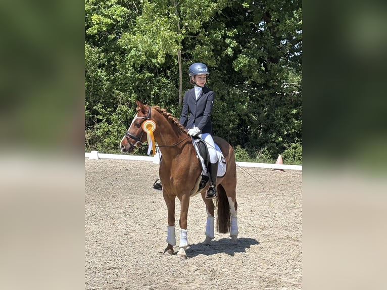 Niemiecki kuc wierzchowy Wałach 18 lat 143 cm Kasztanowata in Homburg