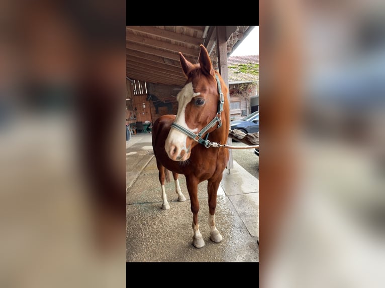 Niemiecki kuc wierzchowy Mix Wałach 18 lat 148 cm Kasztanowata in St.Marienkirchen bei Schärding