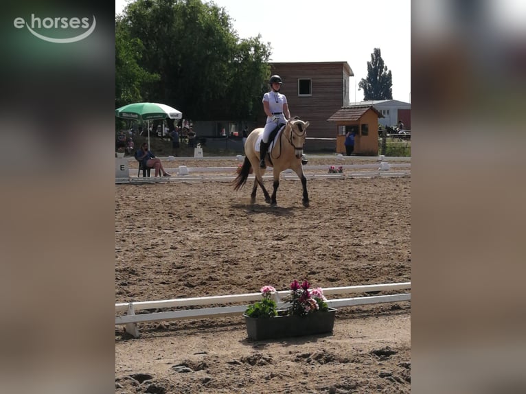 Niemiecki kuc wierzchowy Wałach 19 lat 146 cm Bułana in Ludwigshöhe