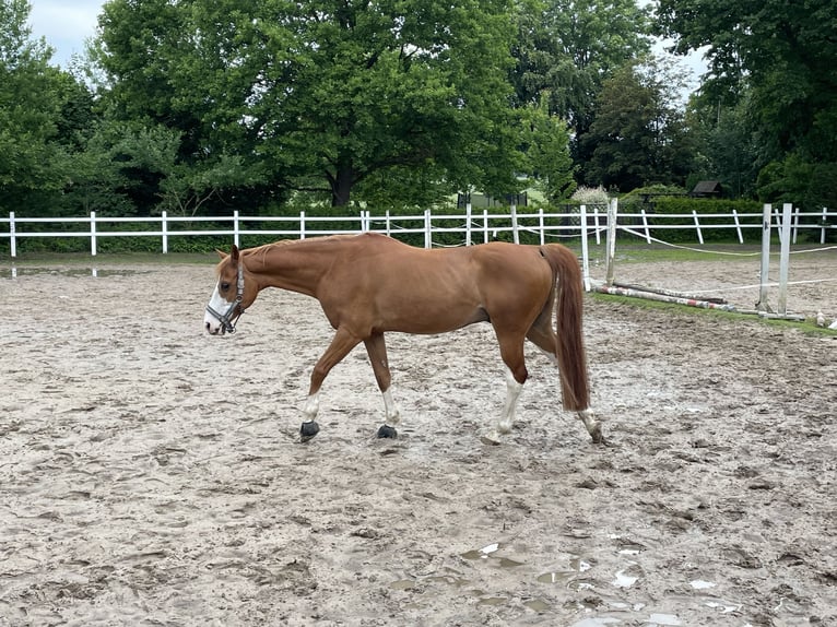 Niemiecki kuc wierzchowy Wałach 19 lat 160 cm Kasztanowata in Bad Salzuflen