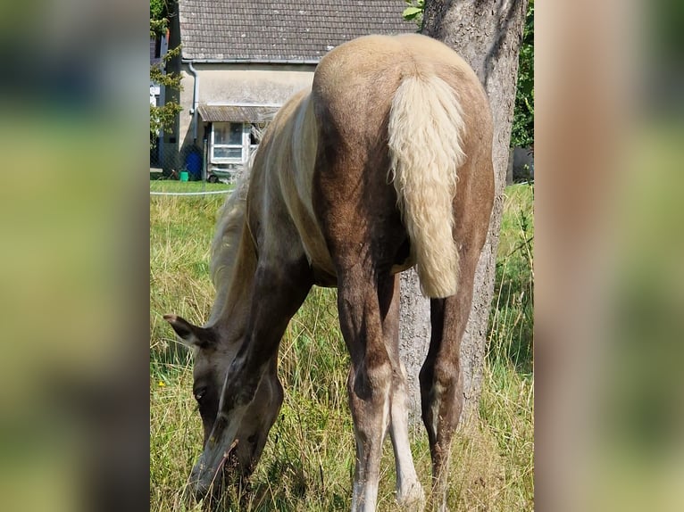 Niemiecki kuc wierzchowy Wałach 1 Rok 160 cm Izabelowata in Spreenhagen