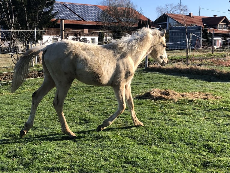 Niemiecki kuc wierzchowy Wałach 1 Rok Izabelowata in Dietmannsried