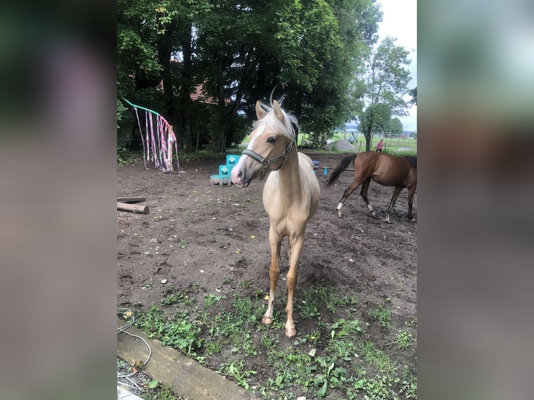 Niemiecki kuc wierzchowy Wałach 1 Rok Izabelowata in Dietmannsried