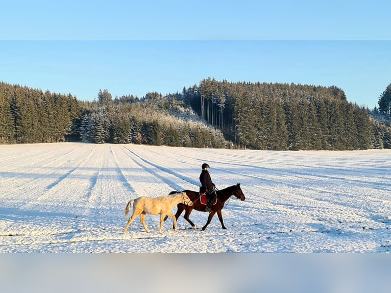 Niemiecki kuc wierzchowy Wałach 1 Rok Izabelowata in Dietmannsried