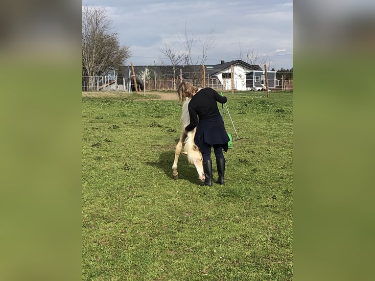 Niemiecki kuc wierzchowy Wałach 1 Rok Izabelowata in Dietmannsried