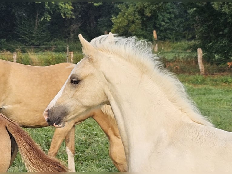Niemiecki kuc wierzchowy Wałach 1 Rok Izabelowata in Bruchhausen -Vilsen