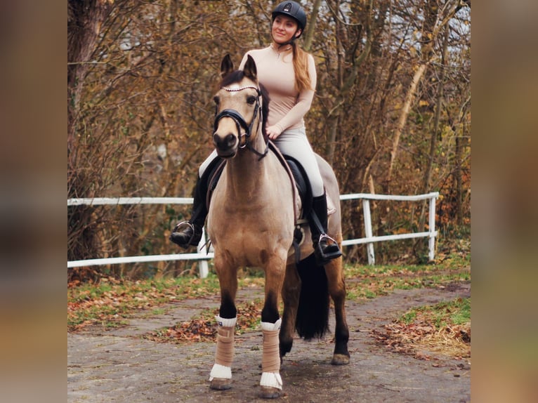 Niemiecki kuc wierzchowy Wałach 20 lat 152 cm Bułana in Dortmund