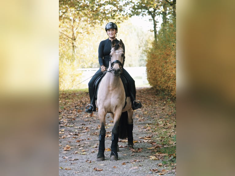 Niemiecki kuc wierzchowy Wałach 20 lat 152 cm Bułana in Dortmund