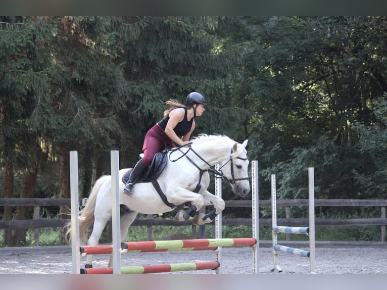 Niemiecki kuc wierzchowy Wałach 22 lat 150 cm Siwa jabłkowita in Bannewitz