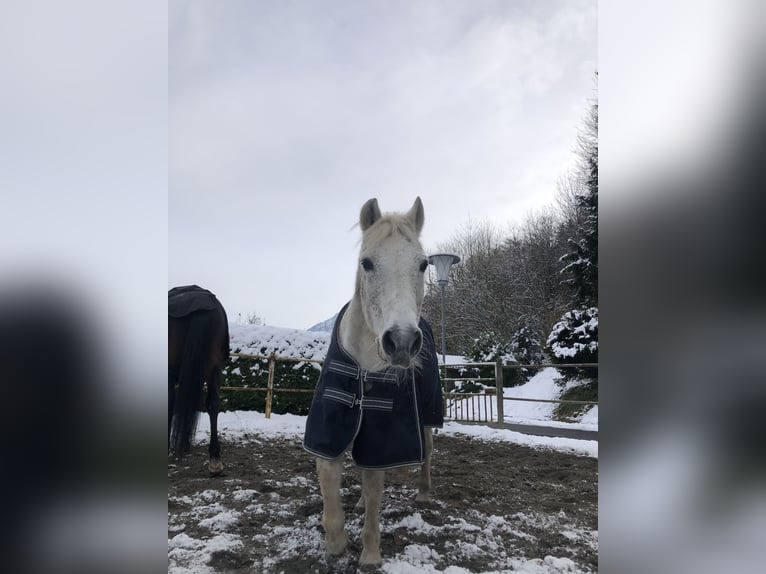 Niemiecki kuc wierzchowy Wałach 26 lat 135 cm Siwa in Niederndorf