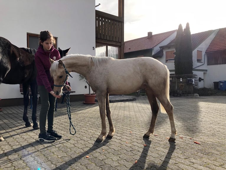 Niemiecki kuc wierzchowy Wałach 2 lat 133 cm Izabelowata in Deining