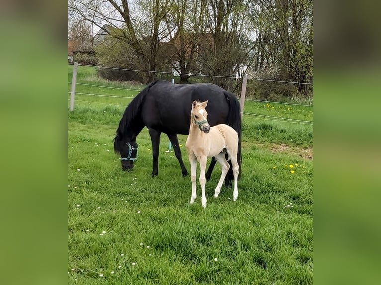 Niemiecki kuc wierzchowy Wałach 2 lat 133 cm Izabelowata in Deining
