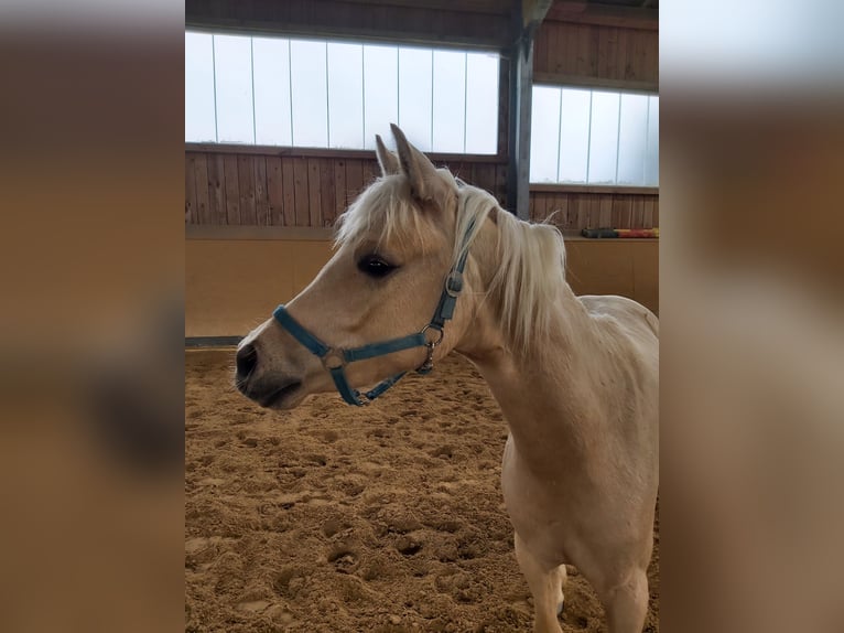 Niemiecki kuc wierzchowy Wałach 2 lat 133 cm Izabelowata in Deining