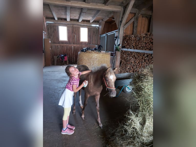 Niemiecki kuc wierzchowy Wałach 2 lat 133 cm Izabelowata in Deining