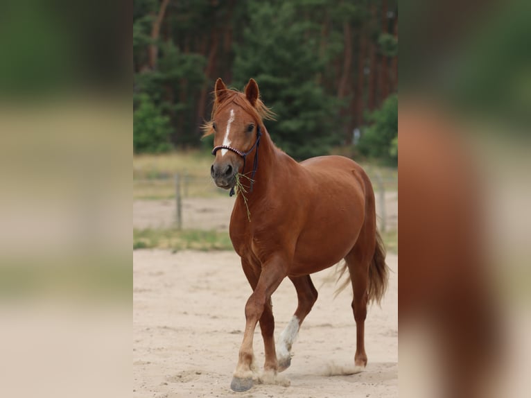 Niemiecki kuc wierzchowy Wałach 2 lat 135 cm Kasztanowata in Mietgendorf