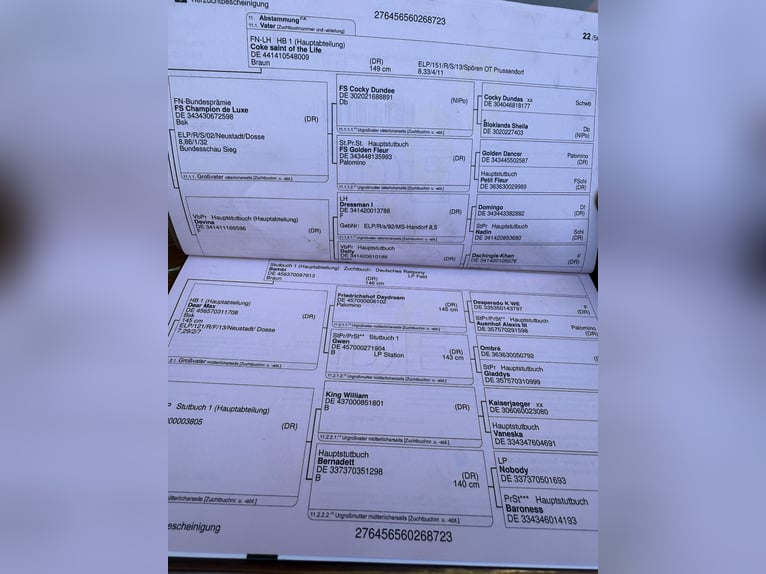 Niemiecki kuc wierzchowy Wałach 2 lat 140 cm Gniada in Einbeck/Ahlshausen