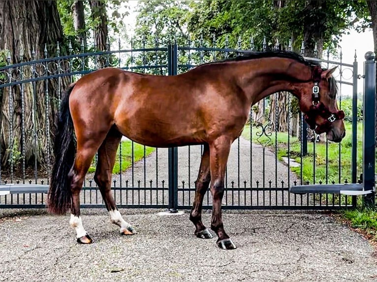 Niemiecki kuc wierzchowy Mix Wałach 2 lat 142 cm Ciemnogniada in Isterberg