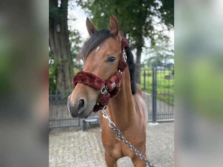 Niemiecki kuc wierzchowy Mix Wałach 2 lat 142 cm Ciemnogniada in Isterberg