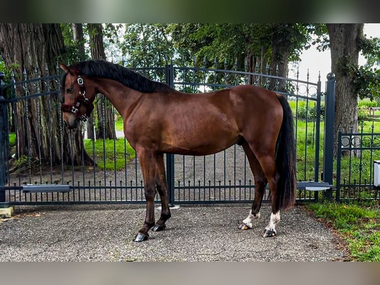 Niemiecki kuc wierzchowy Mix Wałach 2 lat 142 cm Ciemnogniada in Isterberg