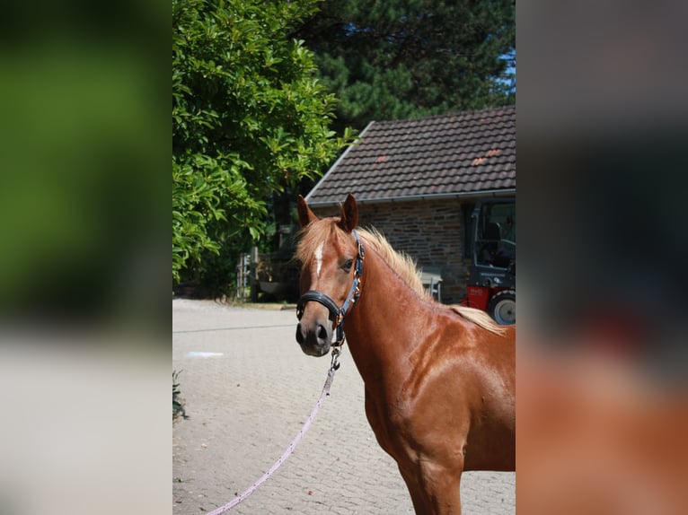 Niemiecki kuc wierzchowy Wałach 2 lat 143 cm Kasztanowata in SprockhövelSprockhövel