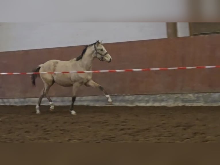 Niemiecki kuc wierzchowy Wałach 2 lat 146 cm Bułana in Buchholz in der Nordheide