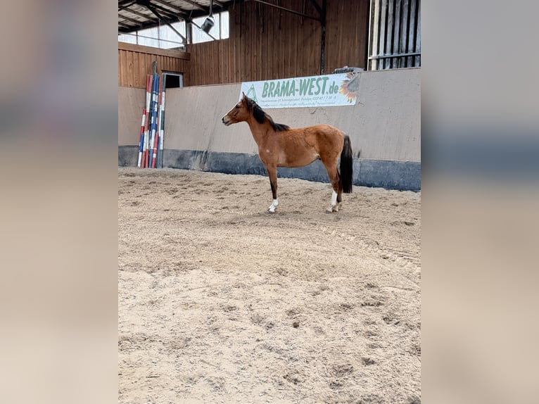 Niemiecki kuc wierzchowy Wałach 2 lat 146 cm Bułana in Wegeleben