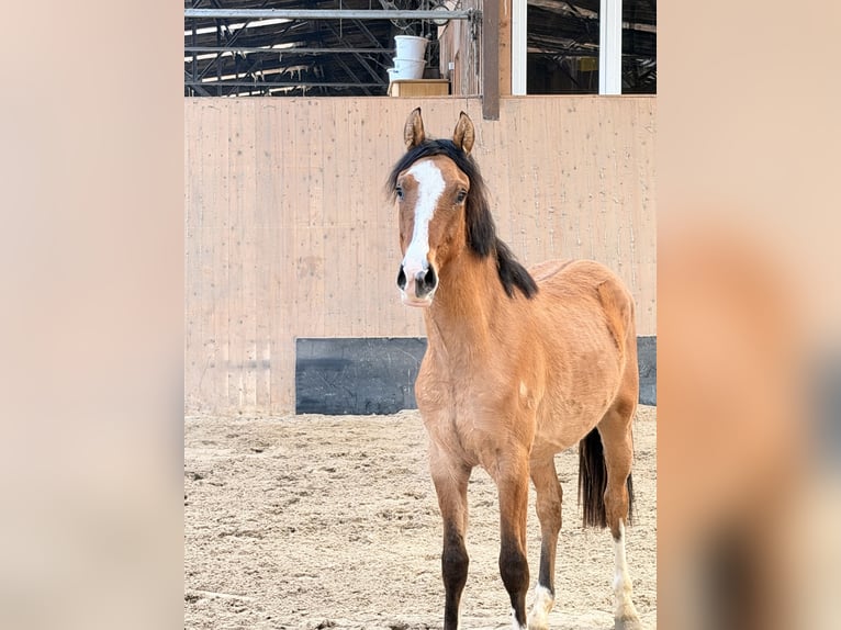 Niemiecki kuc wierzchowy Wałach 2 lat 146 cm Bułana in Wegeleben