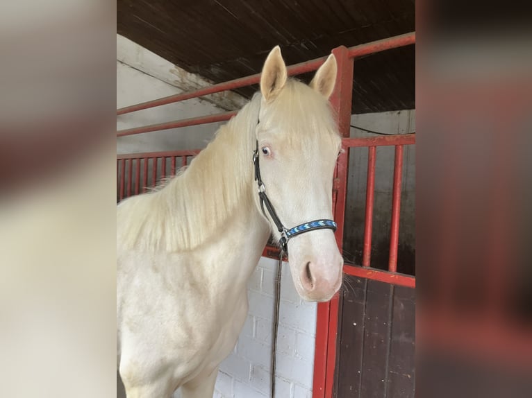 Niemiecki kuc wierzchowy Wałach 2 lat 147 cm Cremello in Wassenberg