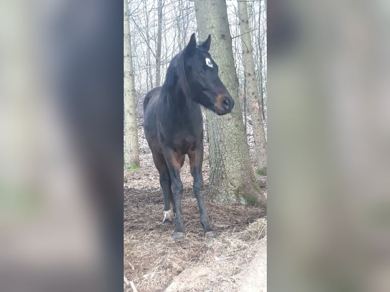 Niemiecki kuc wierzchowy Wałach 2 lat 148 cm Skarogniada in Billigheim-Ingenheim Niemiecki kuc wierzchowy Wałach 2 lat 148 cm Skarogniada in Billigheim-Ingenheim