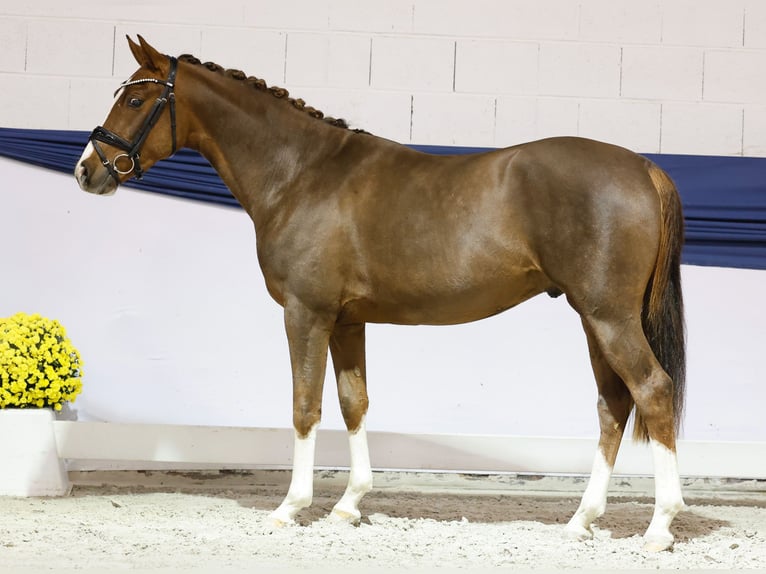 Niemiecki kuc wierzchowy Wałach 2 lat 149 cm Kasztanowata in Marsberg