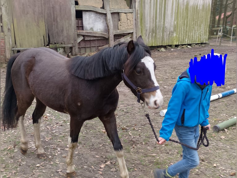 Niemiecki kuc wierzchowy Wałach 3 lat 125 cm Ciemnogniada in Garrel