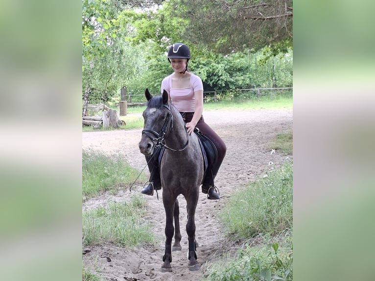 Niemiecki kuc wierzchowy Mix Wałach 3 lat 133 cm Formy Brown Falb in Tecklenburg