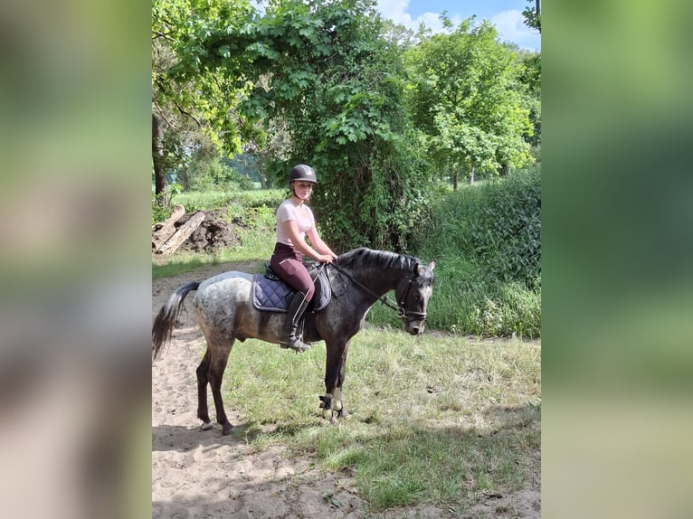 Niemiecki kuc wierzchowy Mix Wałach 3 lat 133 cm Formy Brown Falb in Tecklenburg