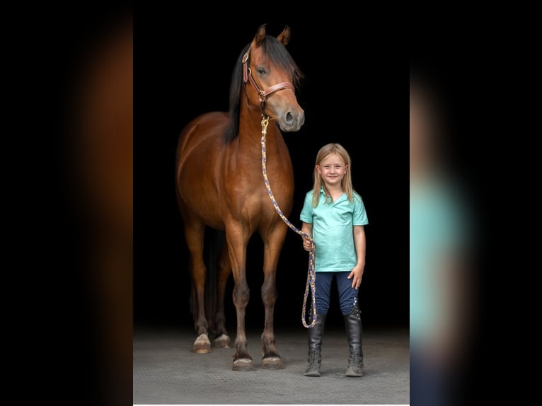 Niemiecki kuc wierzchowy Wałach 3 lat 134 cm Gniada in Burgebrach