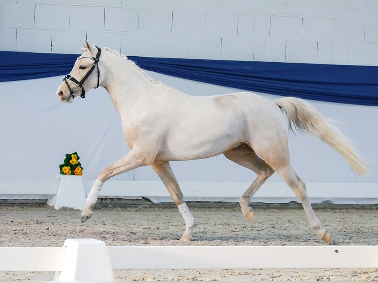Niemiecki kuc wierzchowy Wałach 3 lat 138 cm Izabelowata in Marsberg